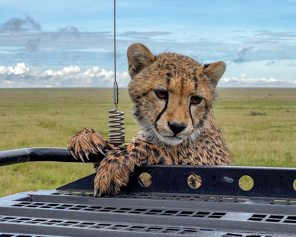 20240401 Serengetti iPhone 4397.