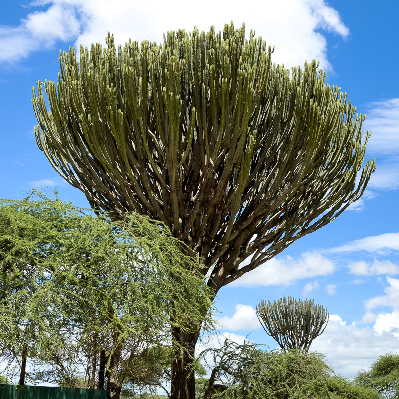 20240401 Serengetti iPhone 4732.