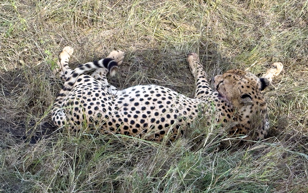 20240401 Serengetti iPhone 4737.