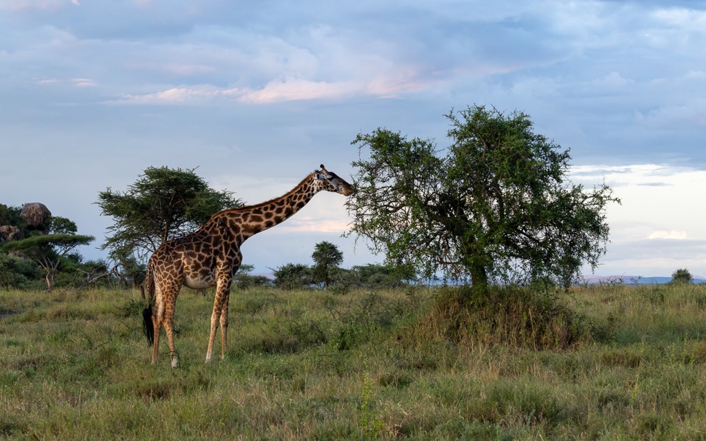 20240401-Serengetti-Z8-0109-NEF-DxO_DeepPRIME XD2.