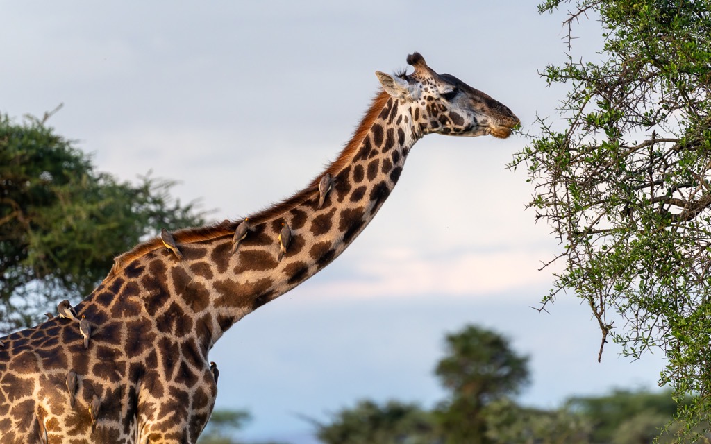 20240401-Serengetti-Z8-0149-NEF-DxO_DeepPRIME XD2.