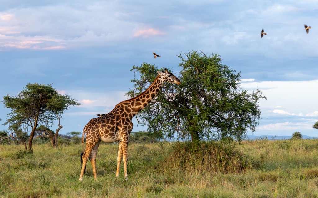 20240401-Serengetti-Z8-0271-NEF-DxO_DeepPRIME XD2.