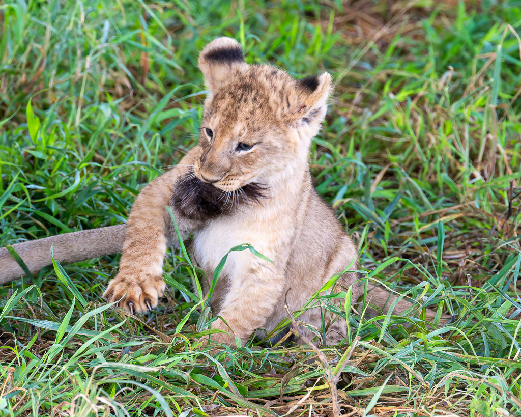 20240401-Serengetti-Z8-0659-NEF-DxO_DeepPRIME XD2.