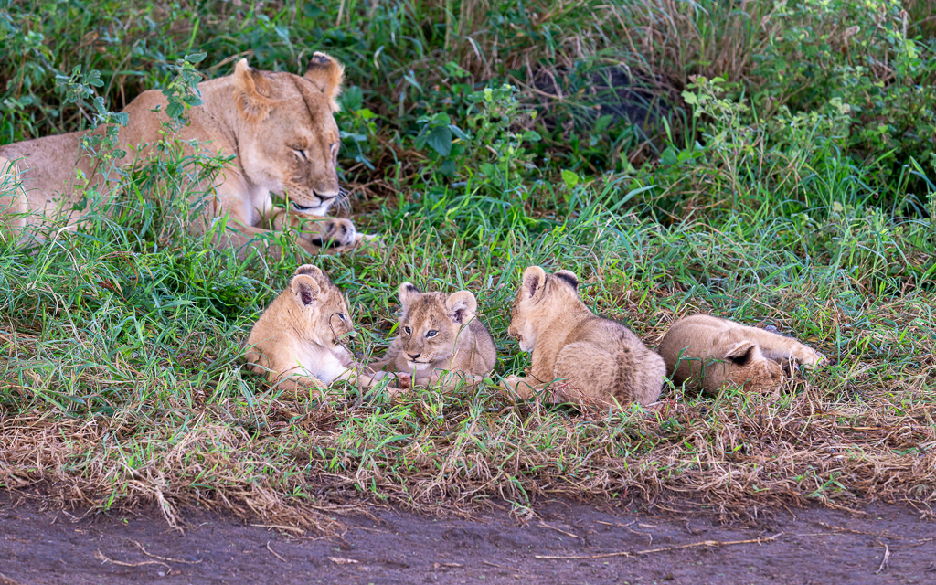 20240401-Serengetti-Z8-0711-NEF-DxO_DeepPRIME XD2.