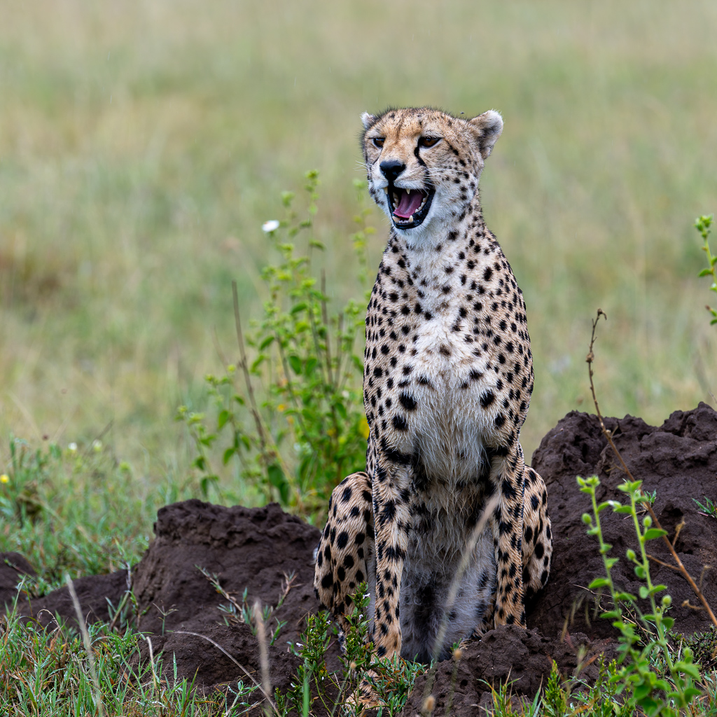 20240401-Serengetti-Z8-0730-NEF-DxO_DeepPRIME XD2.