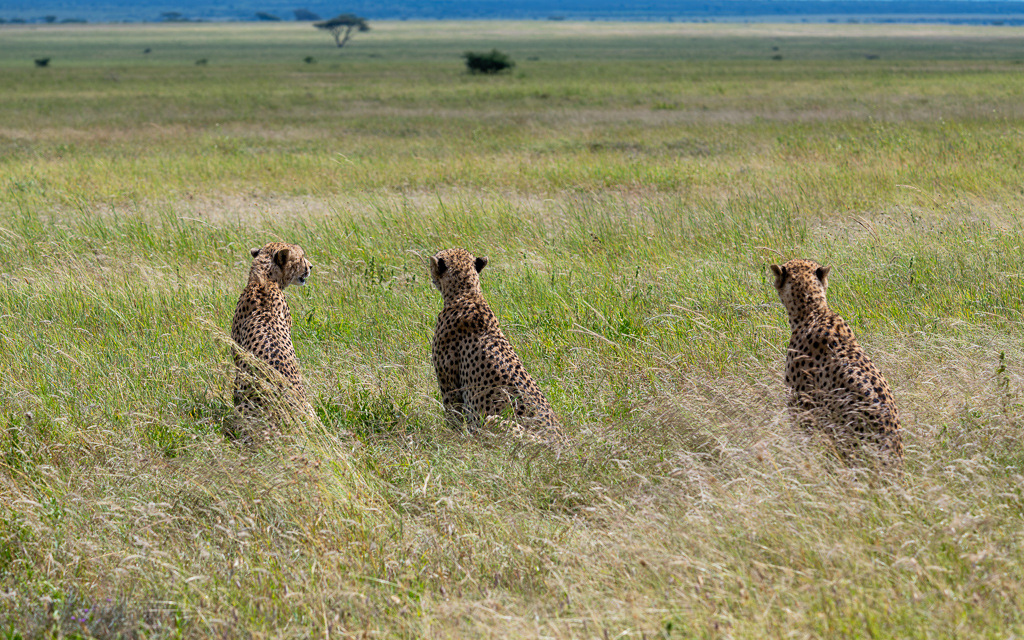 20240401-Serengetti-Z8-0791-NEF-DxO_DeepPRIME XD2.