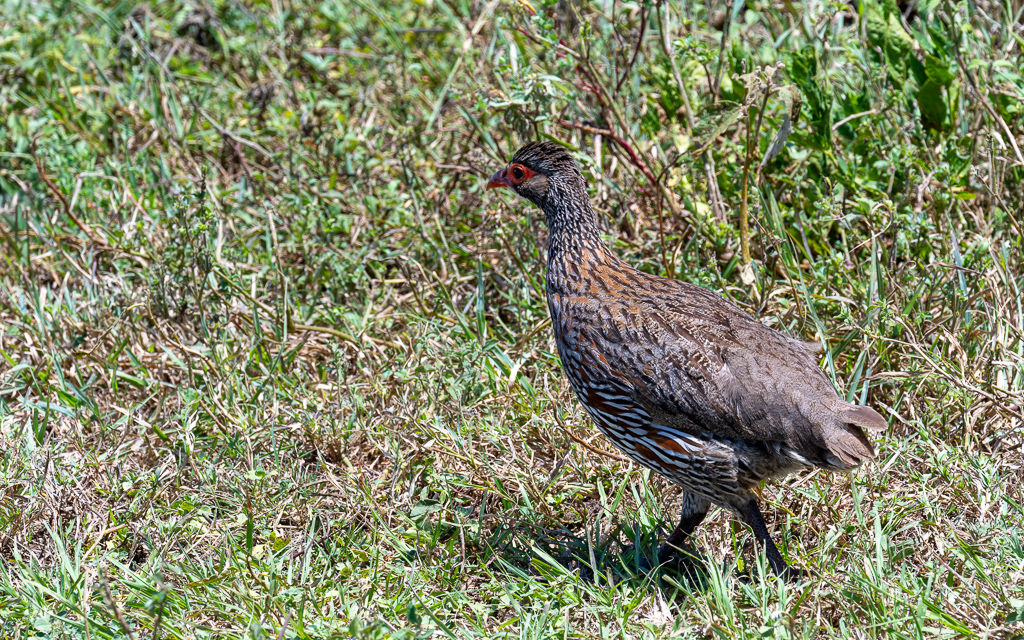 20240401-Serengetti-Z8-0837-NEF-DxO_DeepPRIME XD2.