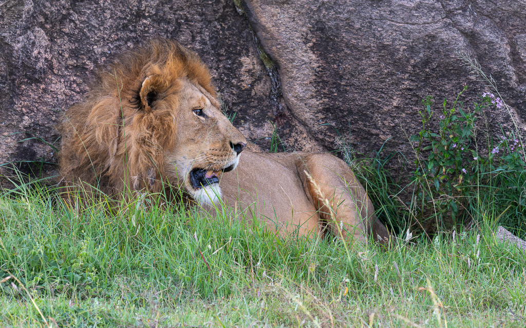 20240401-Serengetti-Z8-0932-NEF-DxO_DeepPRIME XD2.