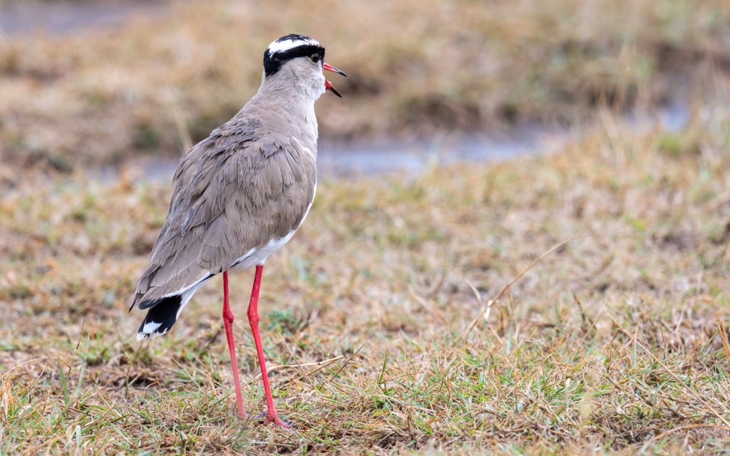 20240401 Serengetti Z8 6782 NEF DxO_DeepPRIMEXD2.