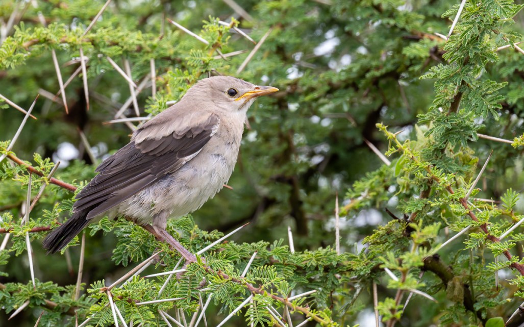 20240401 Serengetti Z8 6909 NEF DxO_DeepPRIMEXD2.