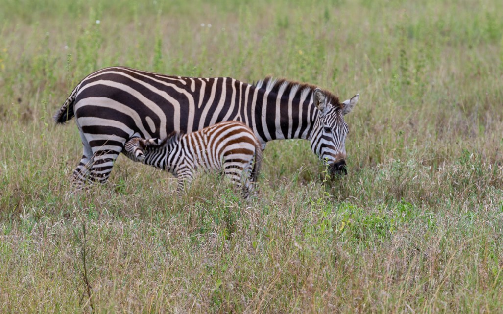 20240401 Serengetti Z8 7043 NEF DxO_DeepPRIMEXD2 Edit.