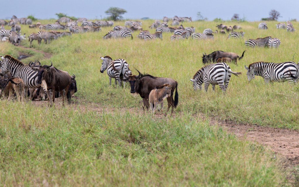 20240401 Serengetti Z8 7044 NEF DxO_DeepPRIMEXD2.