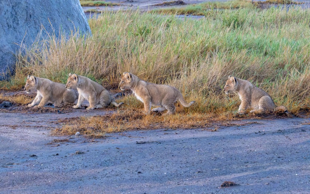 20240401-Serengetti-Z8-7395-NEF-DxO_DeepPRIME XD2.