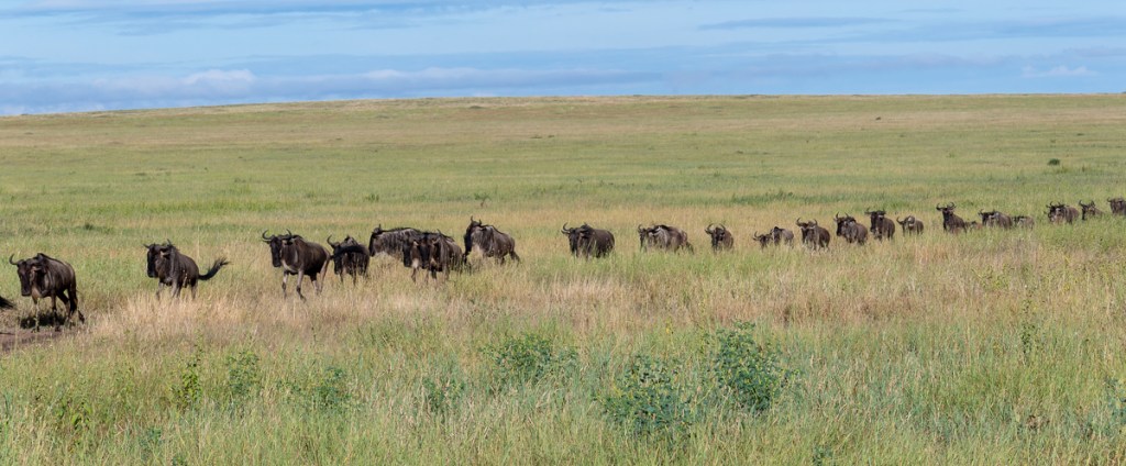 20240401-Serengetti-Z8-7638-NEF-DxO_DeepPRIME XD2.