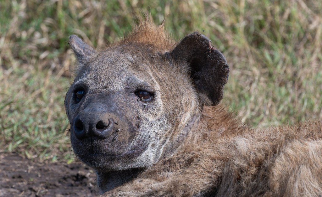 20240401-Serengetti-Z8-7977-NEF-DxO_DeepPRIME XD2.