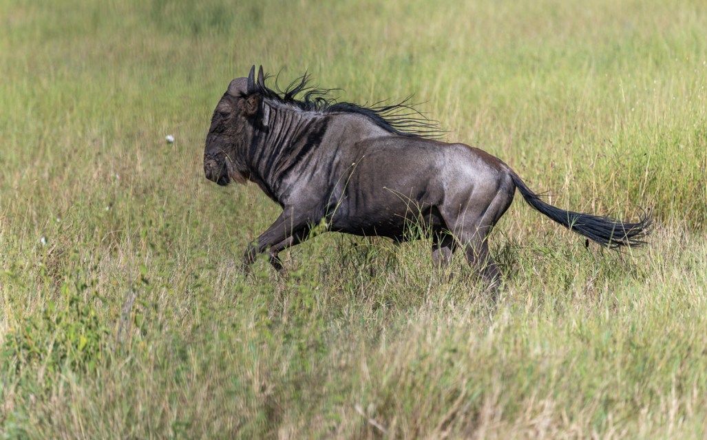 20240401-Serengetti-Z8-8069-NEF-DxO_DeepPRIME XD2.