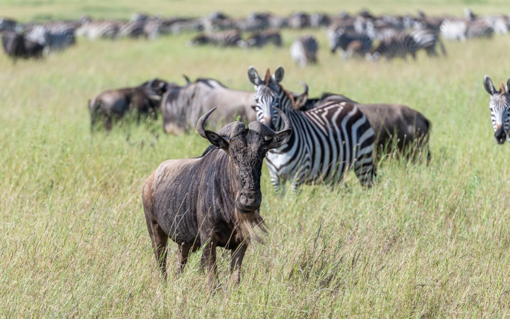 20240401-Serengetti-Z8-8080-NEF-DxO_DeepPRIME XD2.