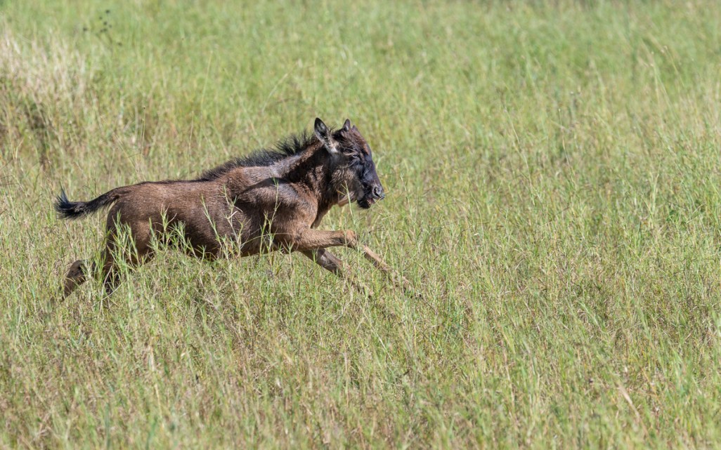 20240401-Serengetti-Z8-8210-NEF-DxO_DeepPRIME XD2.