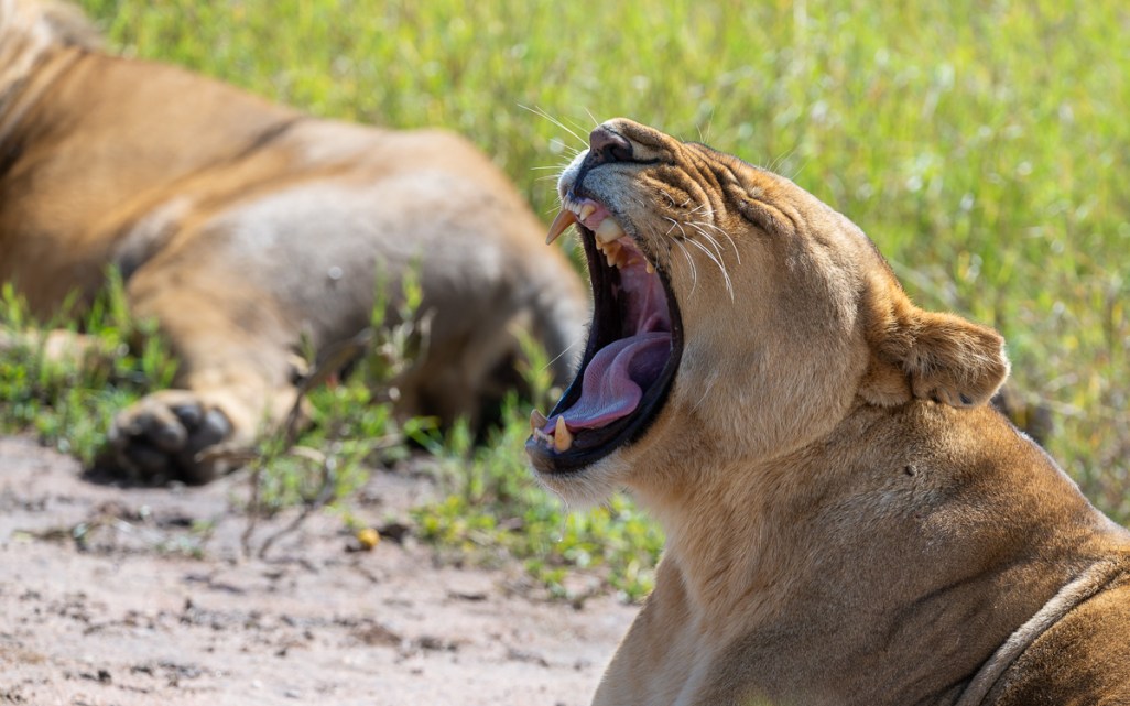 20240401-Serengetti-Z8-8566-NEF-DxO_DeepPRIME XD2.