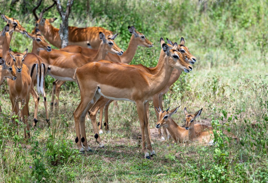 20240401-Serengetti-Z8-8805-NEF-DxO_DeepPRIME XD2.