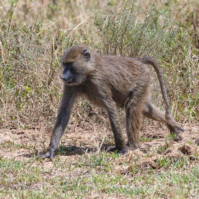 20240401-Serengetti-Z8-9140-NEF-DxO_DeepPRIME XD2.