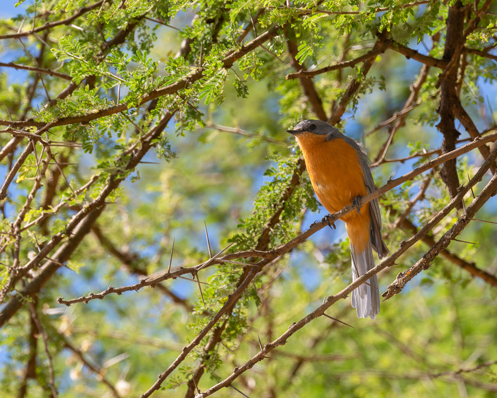 20240401-Serengetti-Z8-9143-NEF-DxO_DeepPRIME XD2.