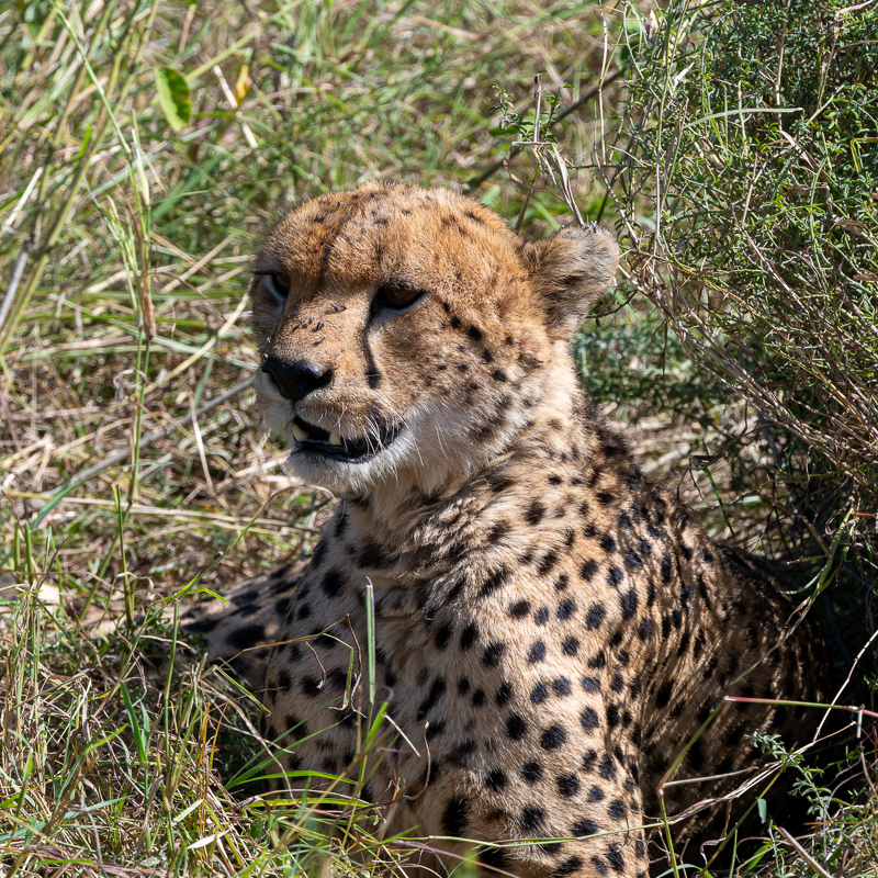 20240401-Serengetti-Z8-9367-NEF-DxO_DeepPRIME XD2.