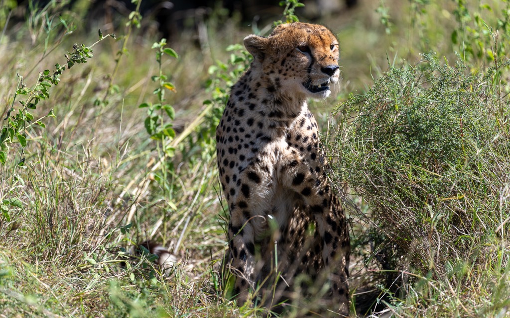 20240401-Serengetti-Z8-9573-NEF-DxO_DeepPRIME XD2.