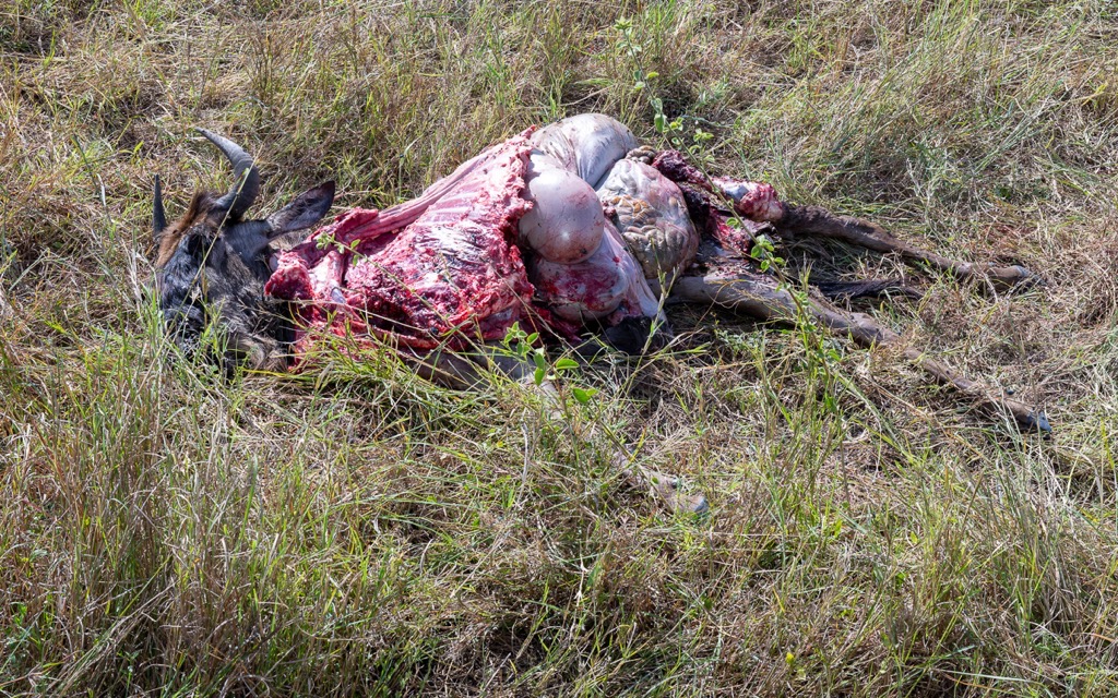 20240401-Serengetti-Z8-9882-NEF-DxO_DeepPRIME XD2.