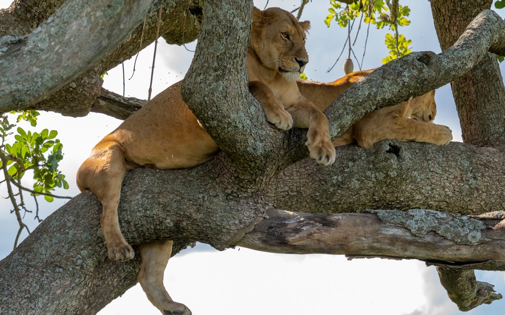 20240401-Serengetti-Z8-9927-NEF-DxO_DeepPRIME XD2.