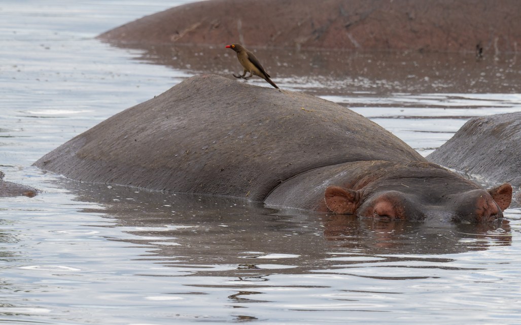 20240401-Serengetti-Z9-0294-NEF-DxO_DeepPRIME XD2.