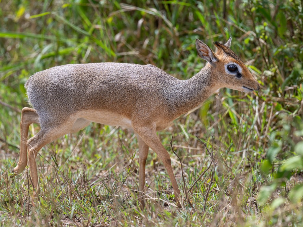 20240401-Serengetti-Z9-0516-NEF-DxO_DeepPRIME XD2.