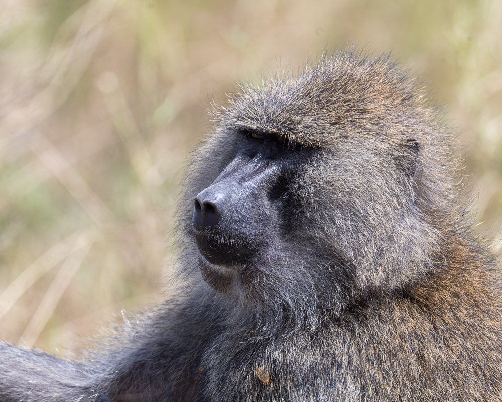 20240401-Serengetti-Z9-0520-NEF-DxO_DeepPRIME XD2.