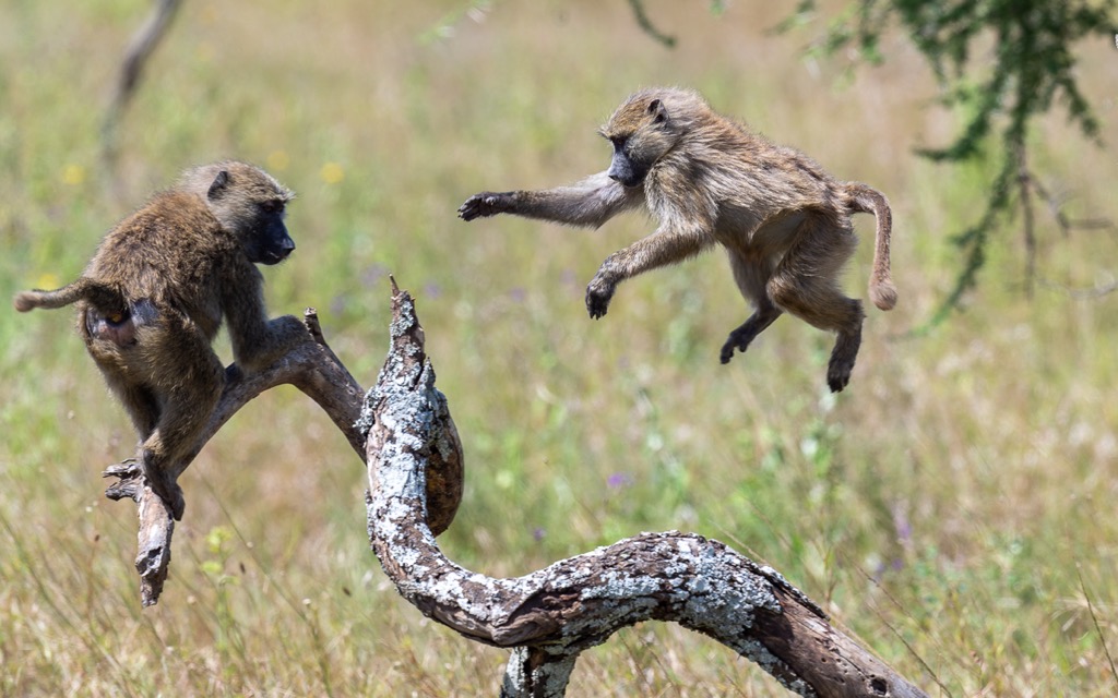 20240401-Serengetti-Z9-0769-NEF-DxO_DeepPRIME XD2.