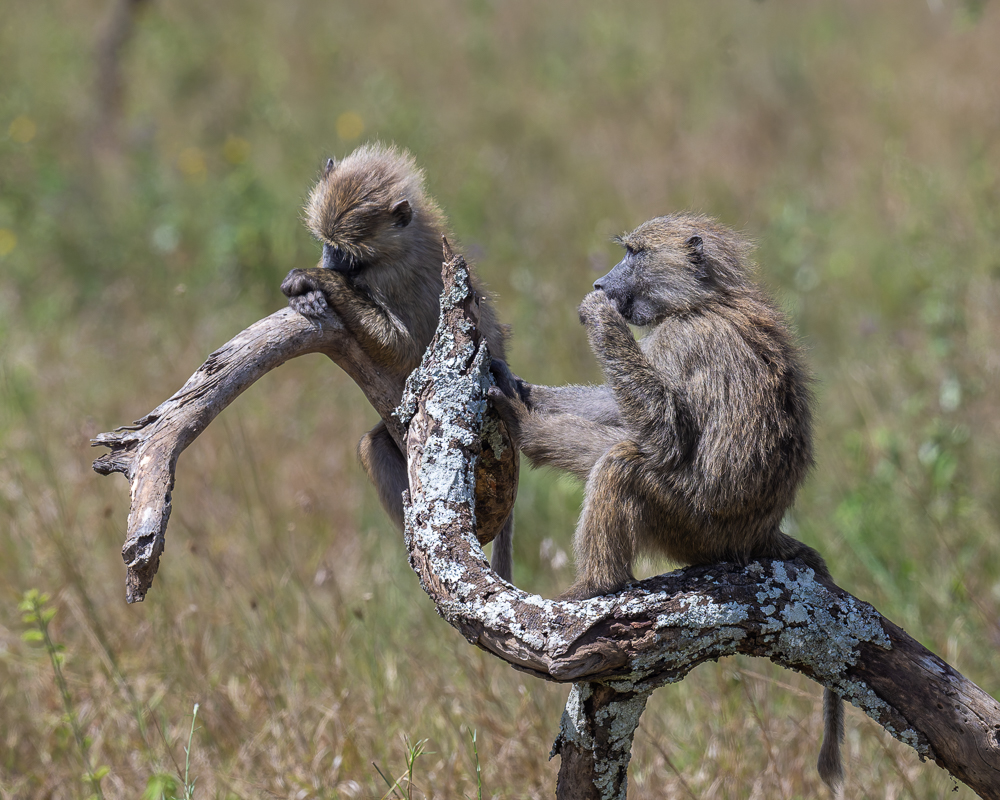 20240401-Serengetti-Z9-0822-NEF-DxO_DeepPRIME XD2.