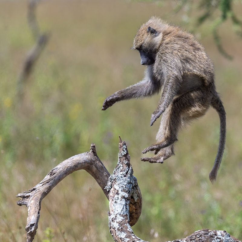 20240401-Serengetti-Z9-0857-NEF-DxO_DeepPRIME XD2.