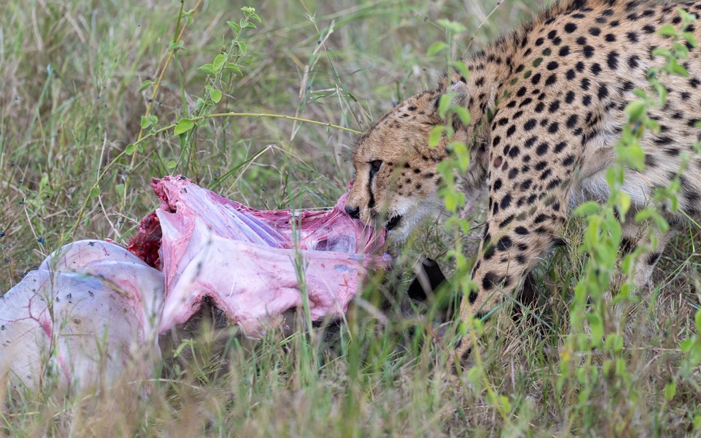 20240401-Serengetti-Z9-0995-NEF-DxO_DeepPRIME XD2.