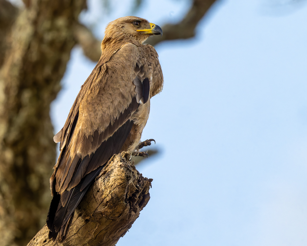 20240401-Serengetti-Z9-1081-NEF-DxO_DeepPRIME XD2.