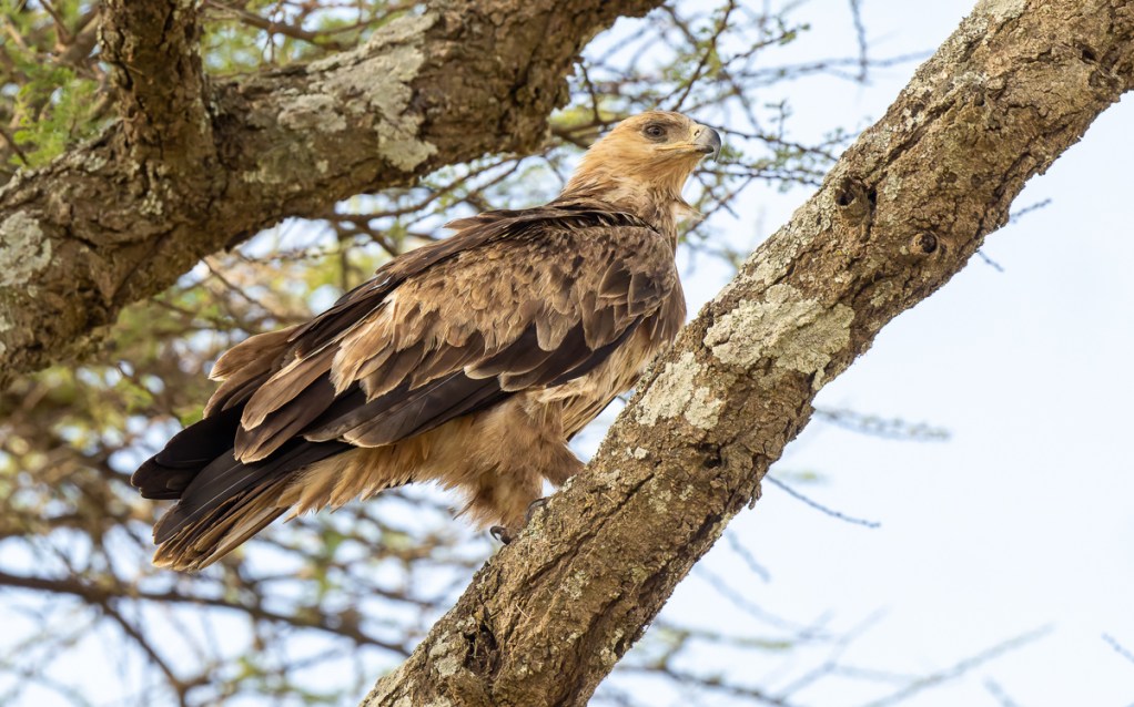 20240401-Serengetti-Z9-1091-NEF-DxO_DeepPRIME XD2.