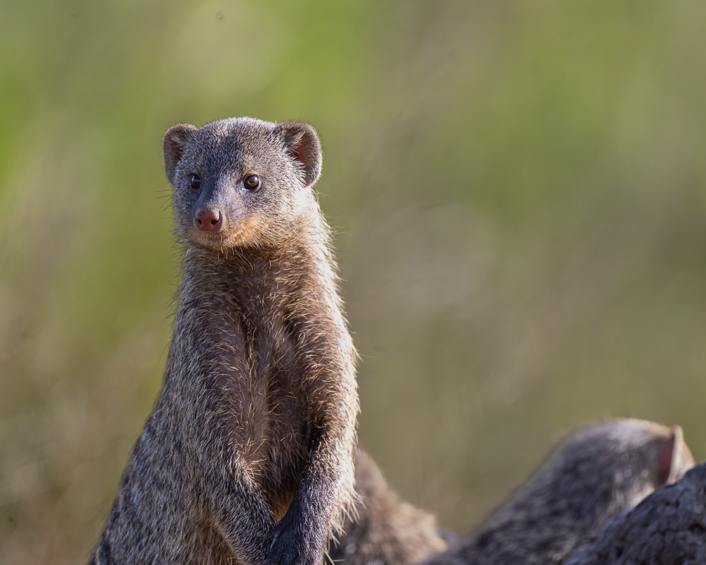 20240401-Serengetti-Z9-1181-NEF-DxO_DeepPRIME XD2.