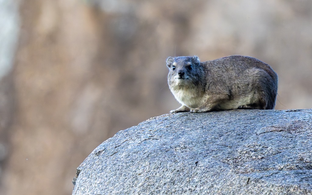 20240401-Serengetti-Z9-1606-NEF-DxO_DeepPRIME XD2.