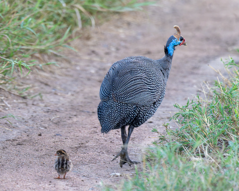 20240401-Serengetti-Z9-1682-NEF-DxO_DeepPRIME XD2.