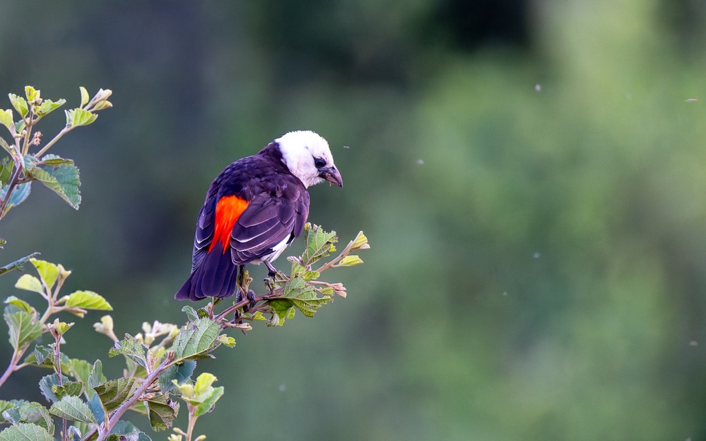 20240401-Serengetti-Z9-1696-NEF-DxO_DeepPRIME XD2.