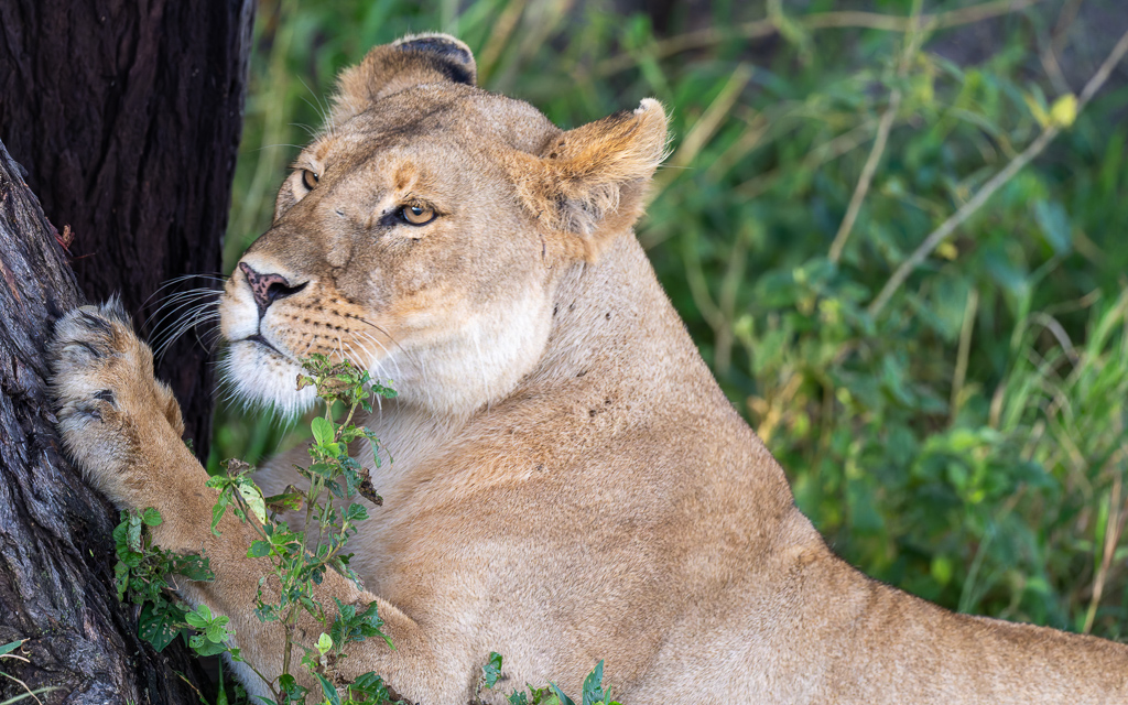 20240401-Serengetti-Z9-1765-NEF-DxO_DeepPRIME XD2.