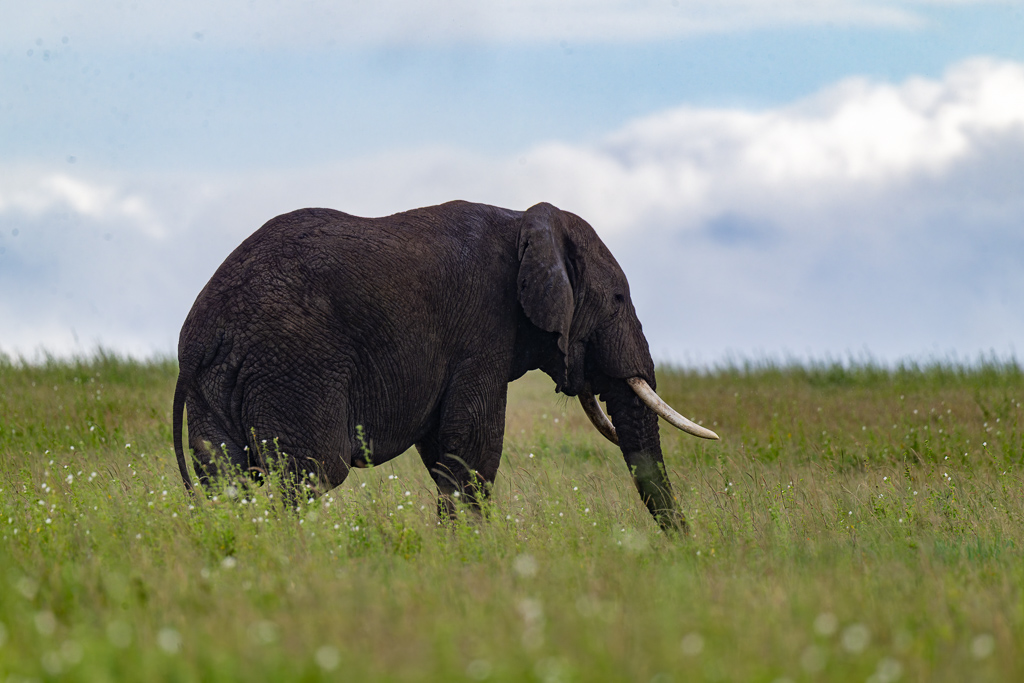 20240401-Serengetti-Z9-2038-NEF-DxO_DeepPRIME XD2.