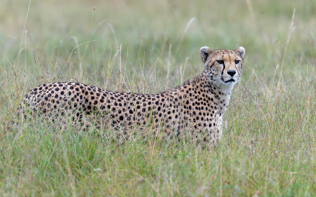 20240401-Serengetti-Z9-2132-NEF-DxO_DeepPRIME XD2.