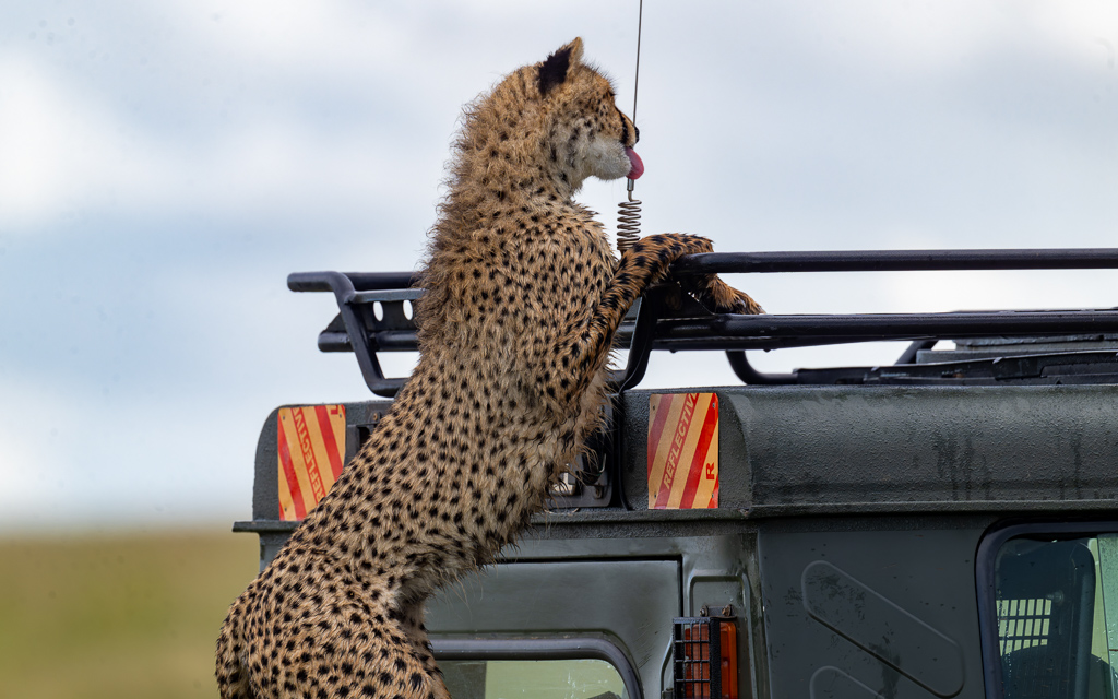 20240401-Serengetti-Z9-2237-NEF-DxO_DeepPRIME XD2.