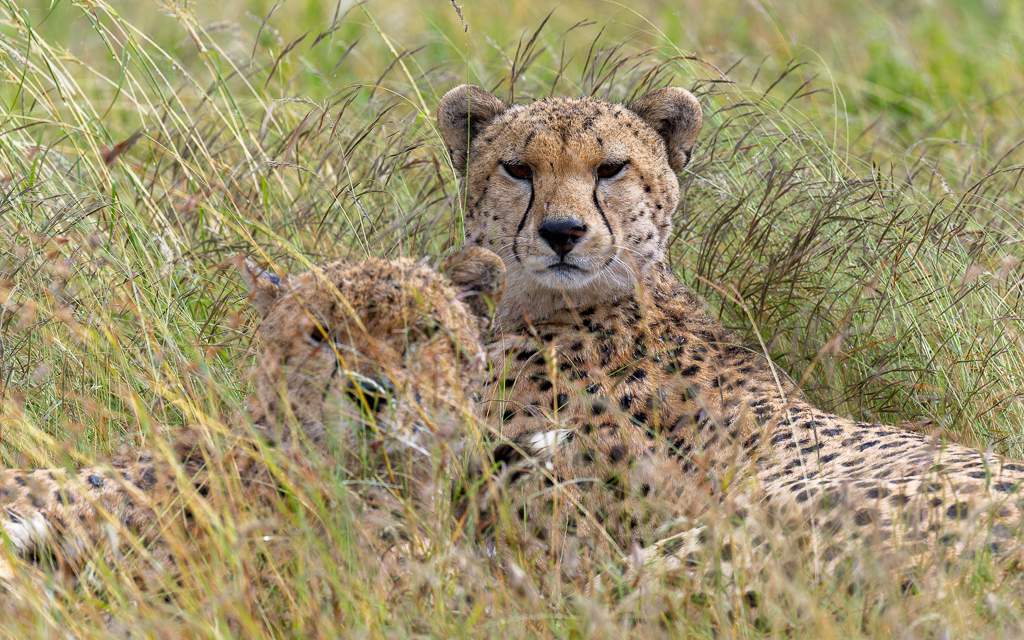 20240401-Serengetti-Z9-2442-NEF-DxO_DeepPRIME XD2.