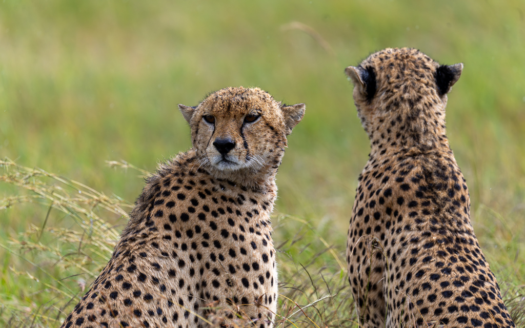 20240401-Serengetti-Z9-2482-NEF-DxO_DeepPRIME XD2.