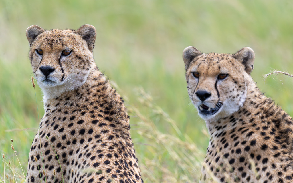 20240401-Serengetti-Z9-2576-NEF-DxO_DeepPRIME XD2.